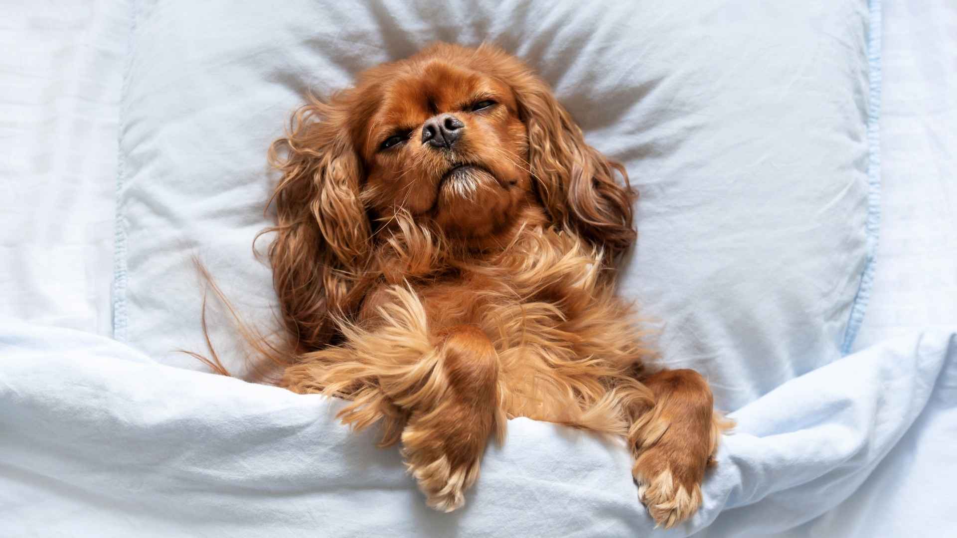 perro durmiendo
